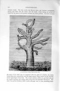 Original Old Antique Print Natural History 1896 Alcyonarian Cora Allcyonium