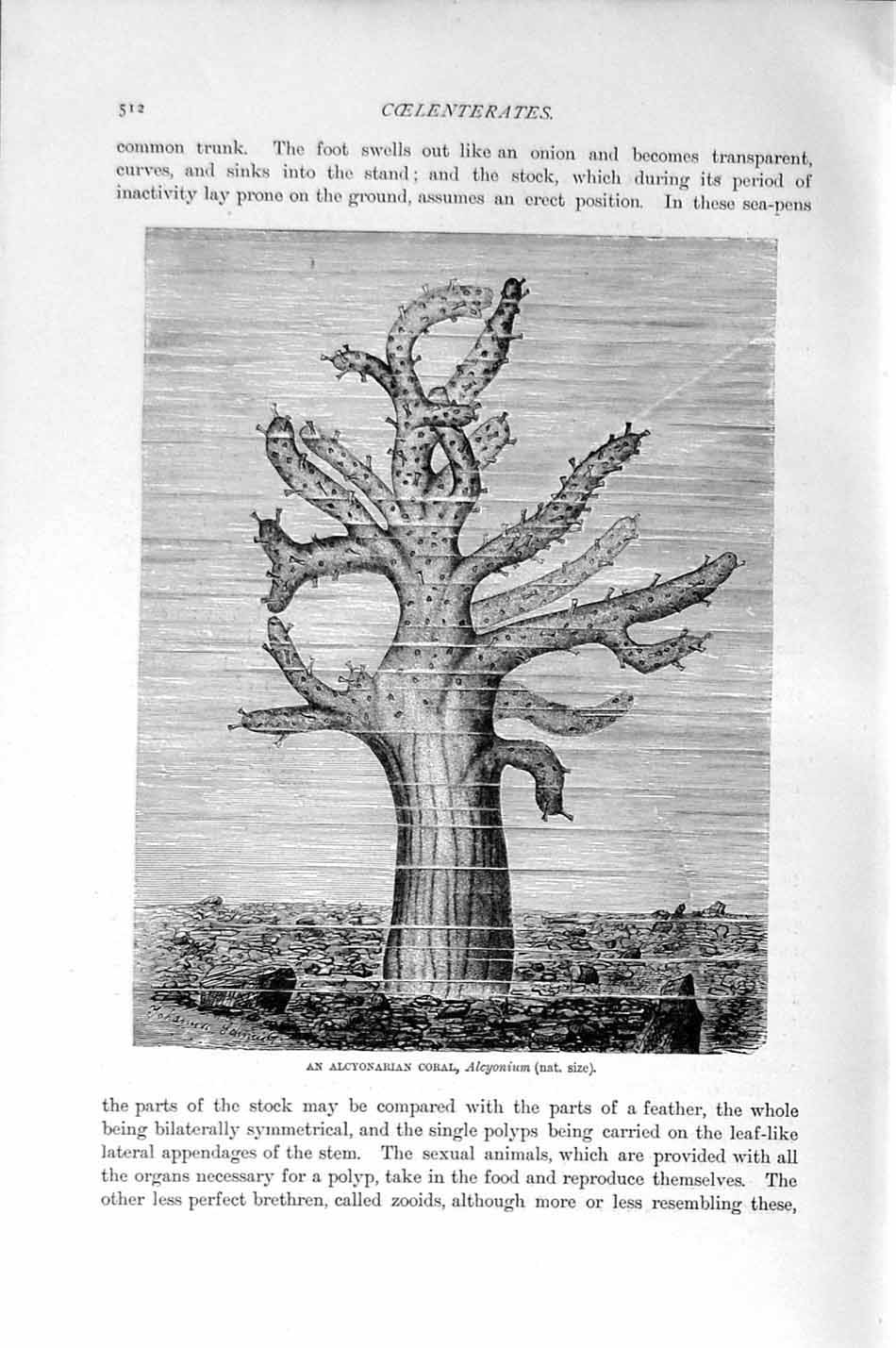 Original Old Antique Print Natural History 1896 Alcyonarian Cora Allcyonium