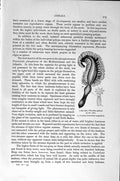 Old Antique Print Natural History 1896 Umbrella Thomsoni Encrinus Coral 19th
