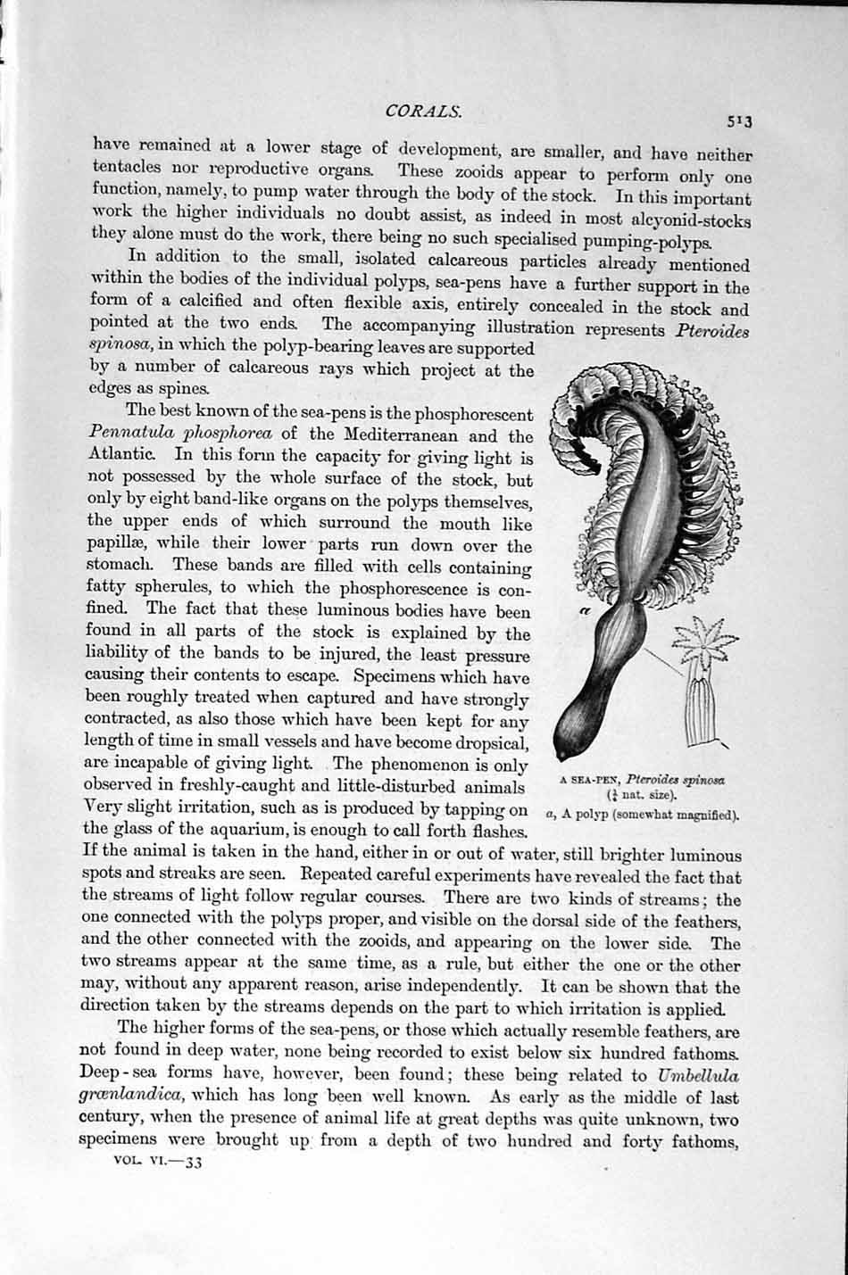 Old Antique Print Natural History 1896 Umbrella Thomsoni Encrinus Coral 19th