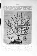 Original Old Antique Print Natural History 1896 Sea-Fan Coral Corkscrew 19th