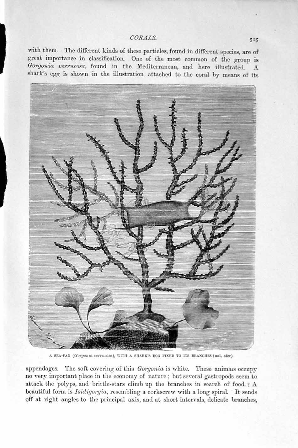 Original Old Antique Print Natural History 1896 Sea-Fan Coral Corkscrew 19th