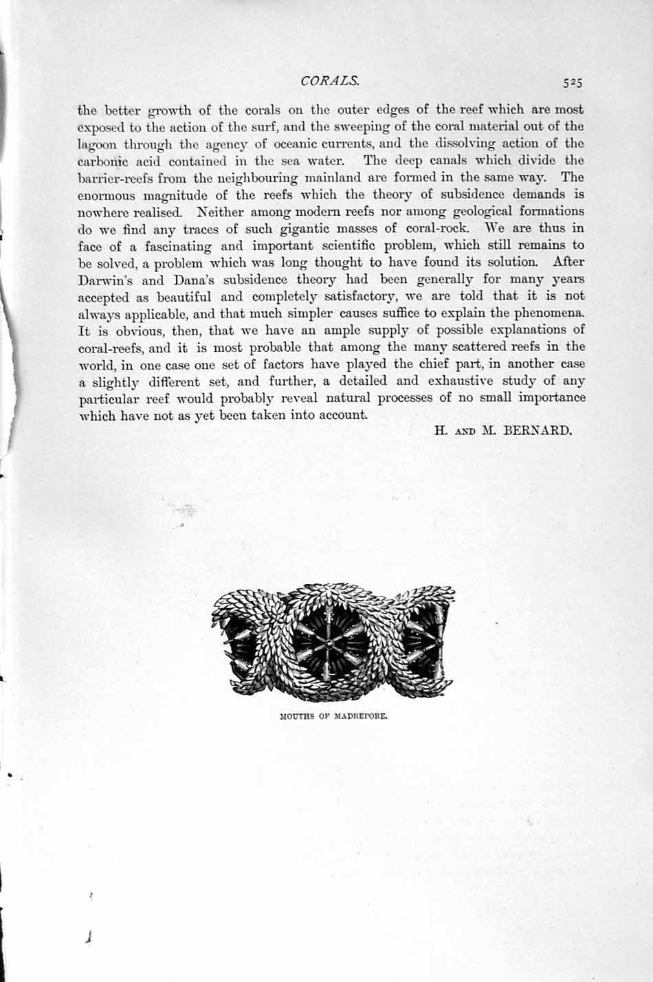 Old Antique Print Natural History 1896 Bread-Crumb Sponge Oscules Coral 19th