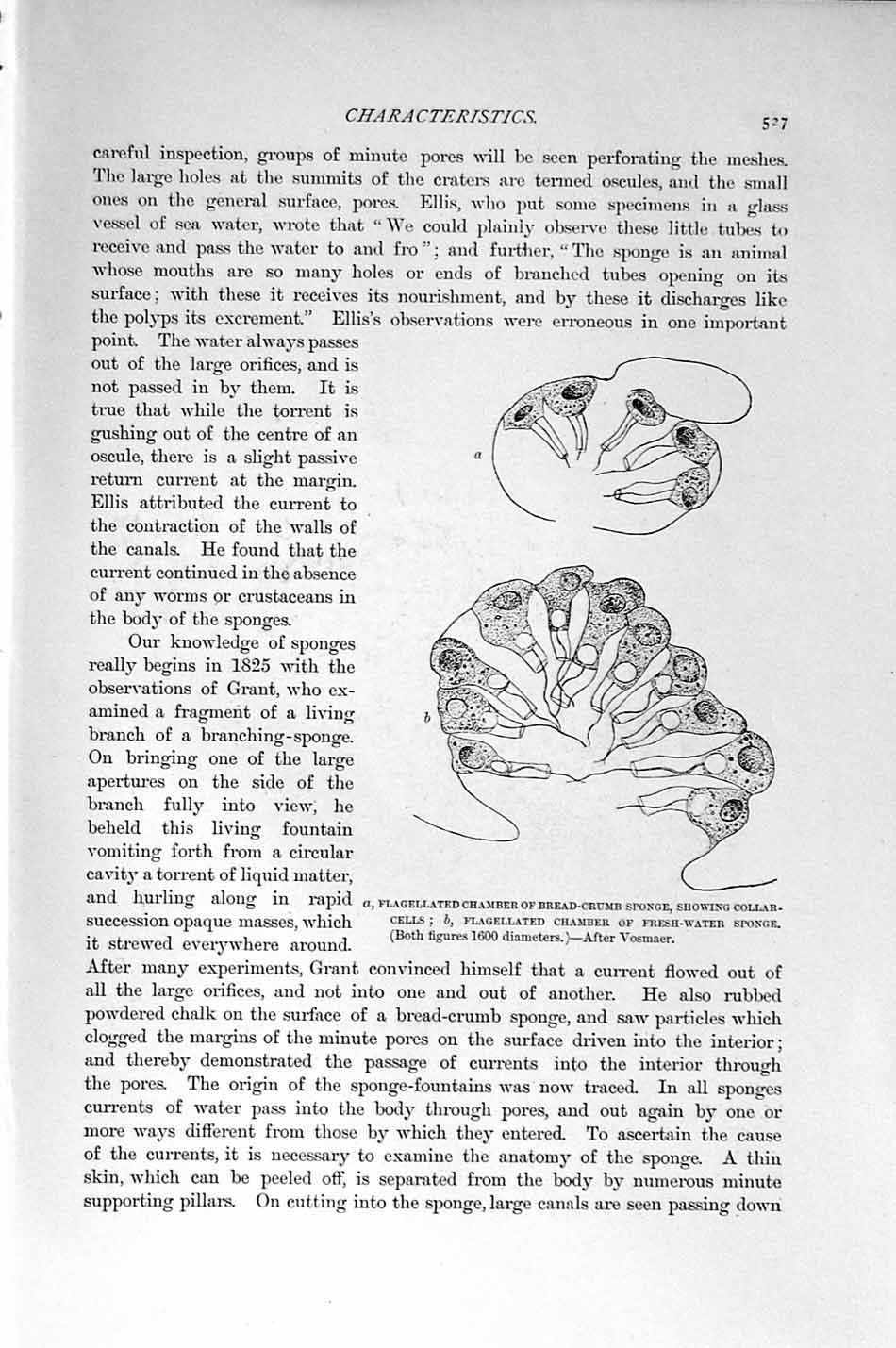 Old Antique Print Natural History 1896 Sponge Seaweed Flagellated Cells 19th