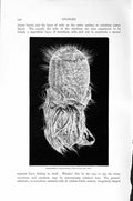 Old Antique Print Natural History 1896 Carpenter'S Glass Sponge Pheronema 19th
