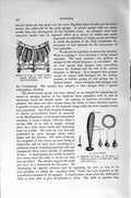 Original Old Antique Print Natural History 1896 Wall Venus Flower Ascon Sponge