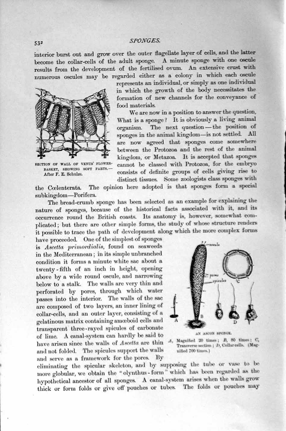 Original Old Antique Print Natural History 1896 Wall Venus Flower Ascon Sponge