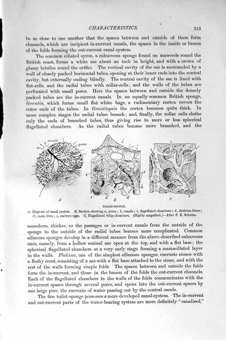 Original Old Antique Print Natural History 1896 Calcareous Sponge Toilet-Sponge