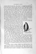 Original Old Antique Print Natural History 1896 Sponge Sycon Raphanus Leucon