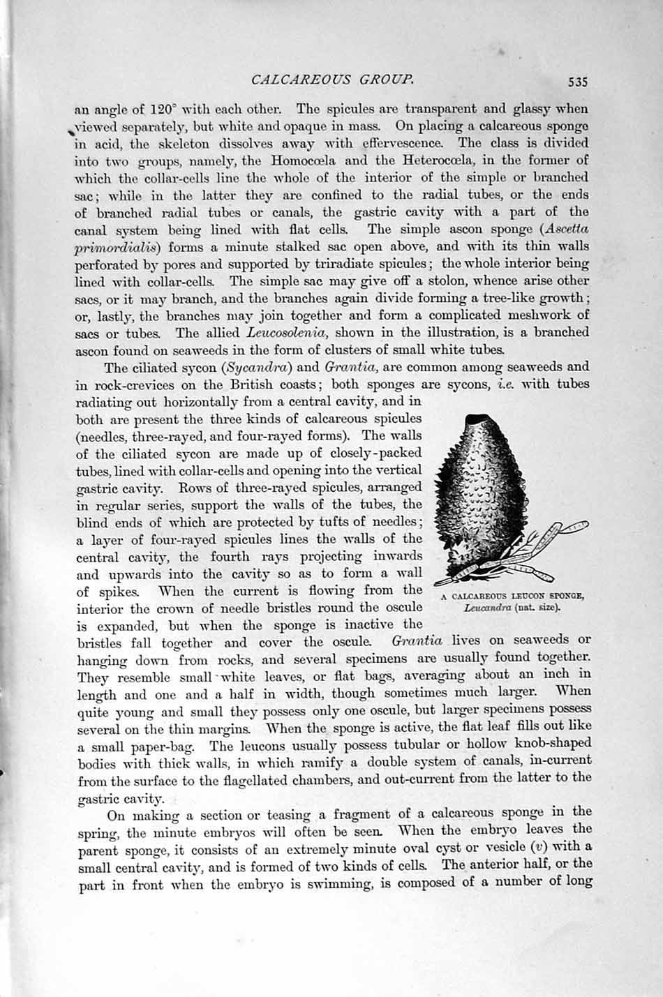 Original Old Antique Print Natural History 1896 Sponge Sycon Raphanus Leucon