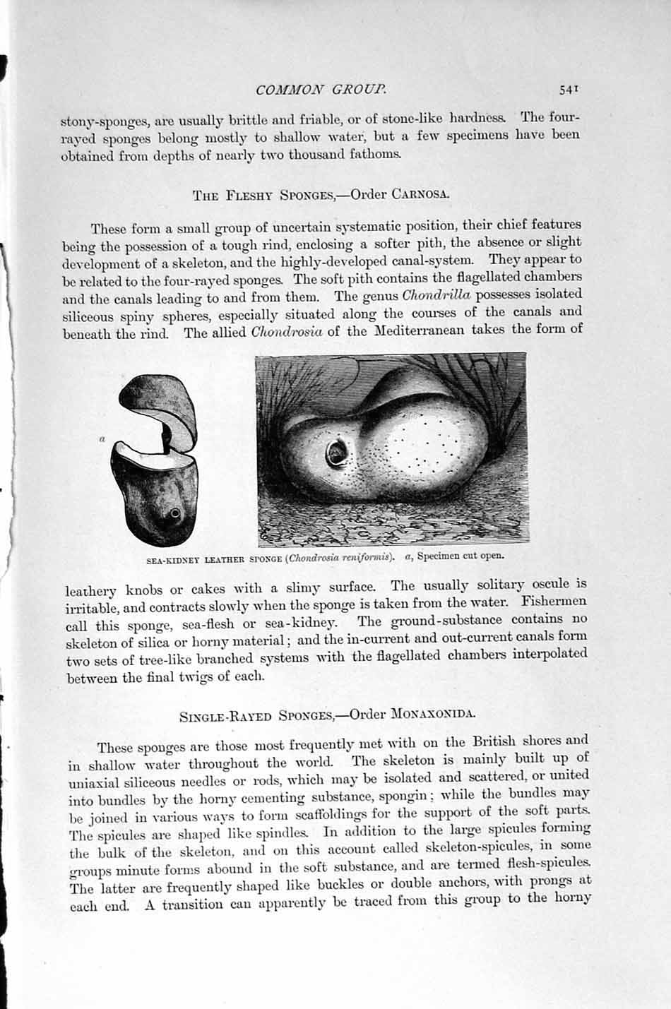 Old Antique Print Natural History 1896 Single-Rayed Sponge Sea-Kidney Sea 19th