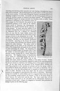 Old Antique Print Natural History 1896 Limestone Sponge Esperiopsis Sea 19th