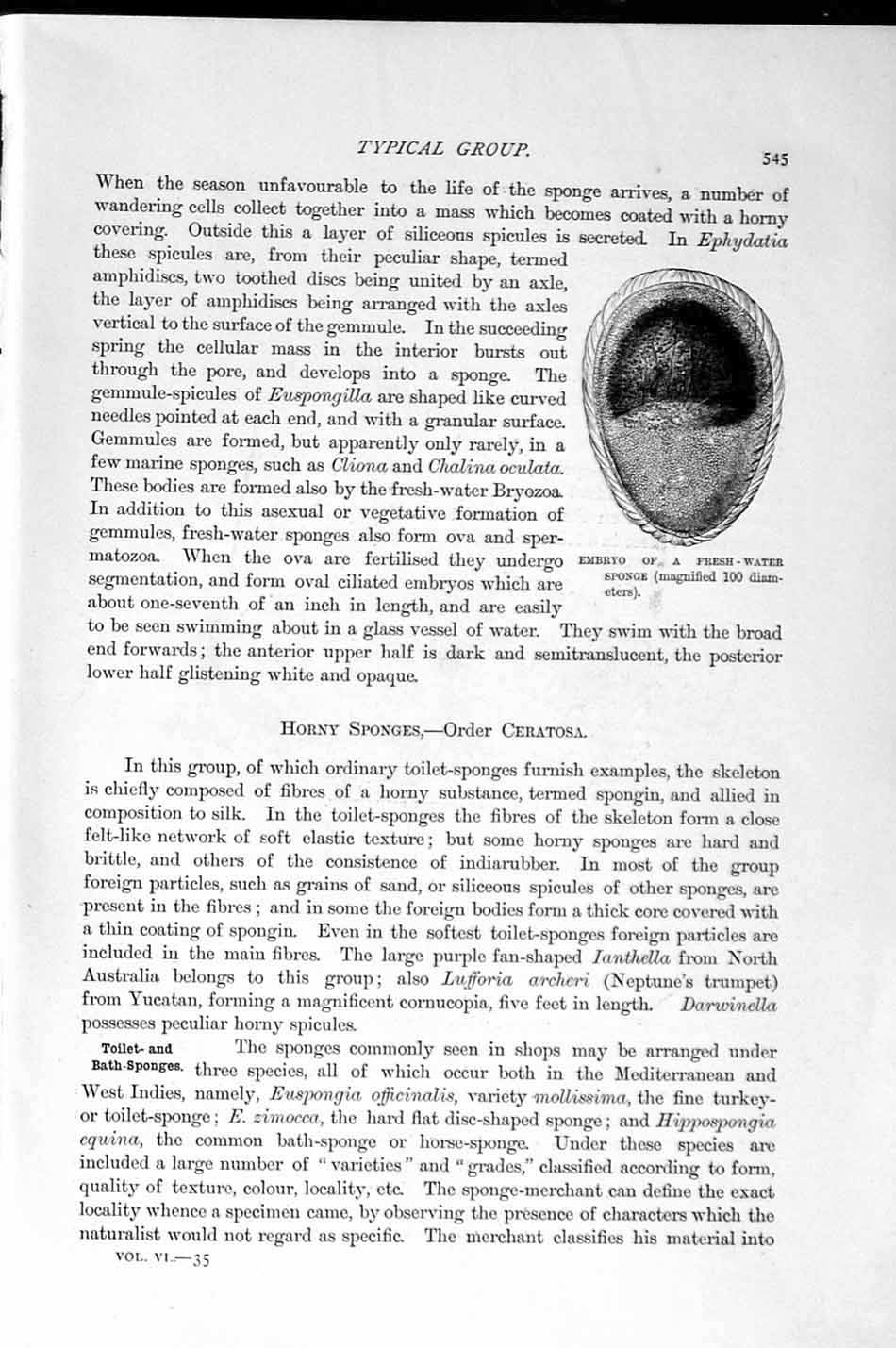 Original Old Antique Print Natural History 1896 Common Bath Sponge Embryo Water