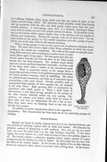 Original Old Antique Print Natural History 1896 Ascetta Primordialis Sponge
