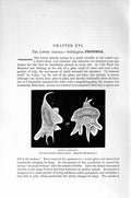 Original Old Antique Print Natural History 1896 Proteus Animalcule Victorian