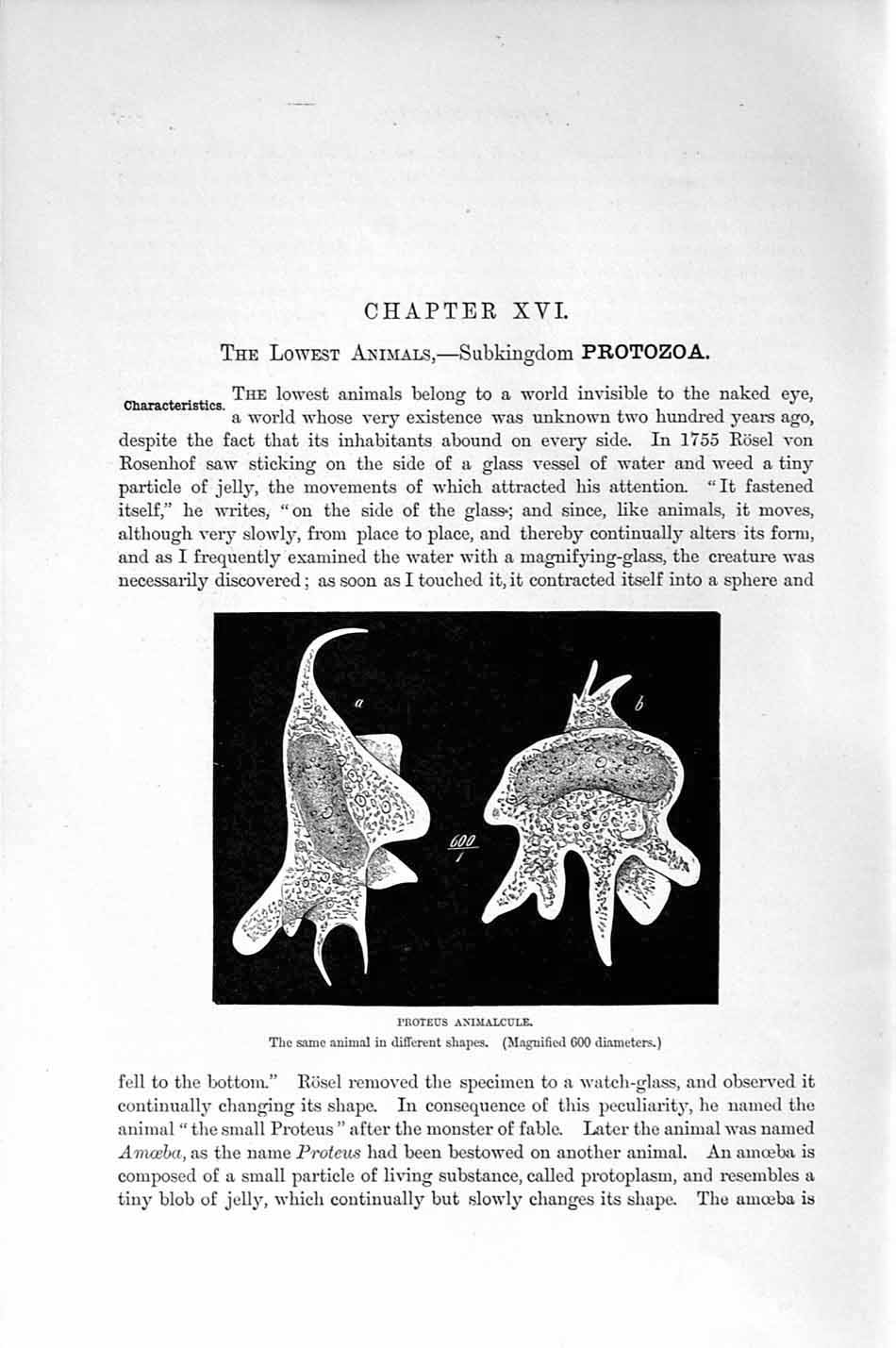 Original Old Antique Print Natural History 1896 Proteus Animalcule Victorian