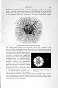Original Old Antique Print Natural History 1896 Protomyxa Animalcule Gromia Sea