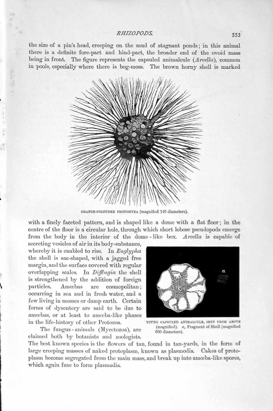 Original Old Antique Print Natural History 1896 Protomyxa Animalcule Gromia Sea