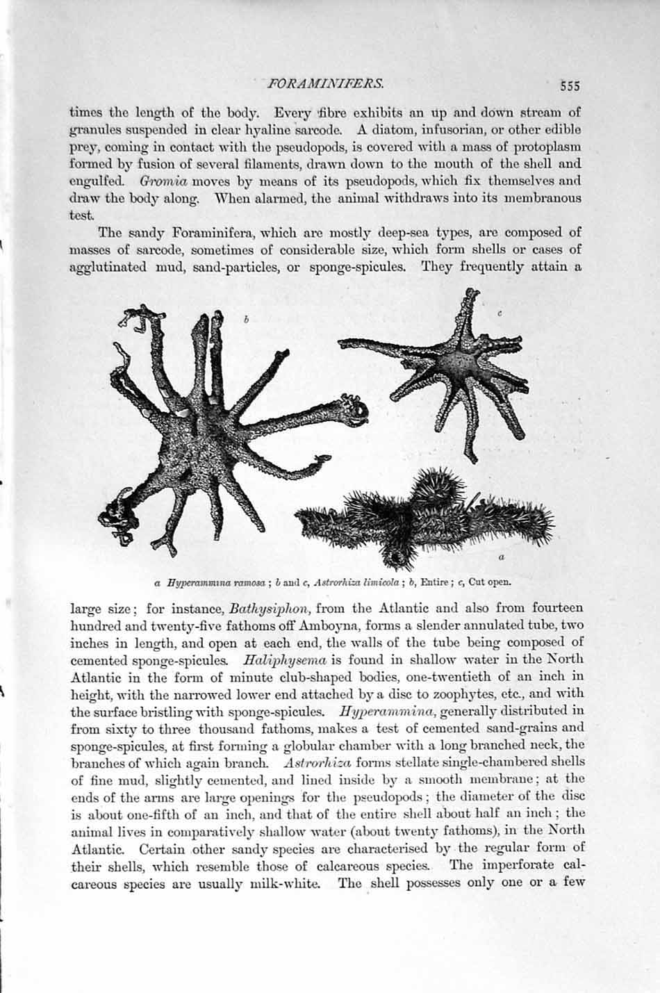 Original Old Antique Print Natural History 1896 Orbitolites Pertusus Asttothiza