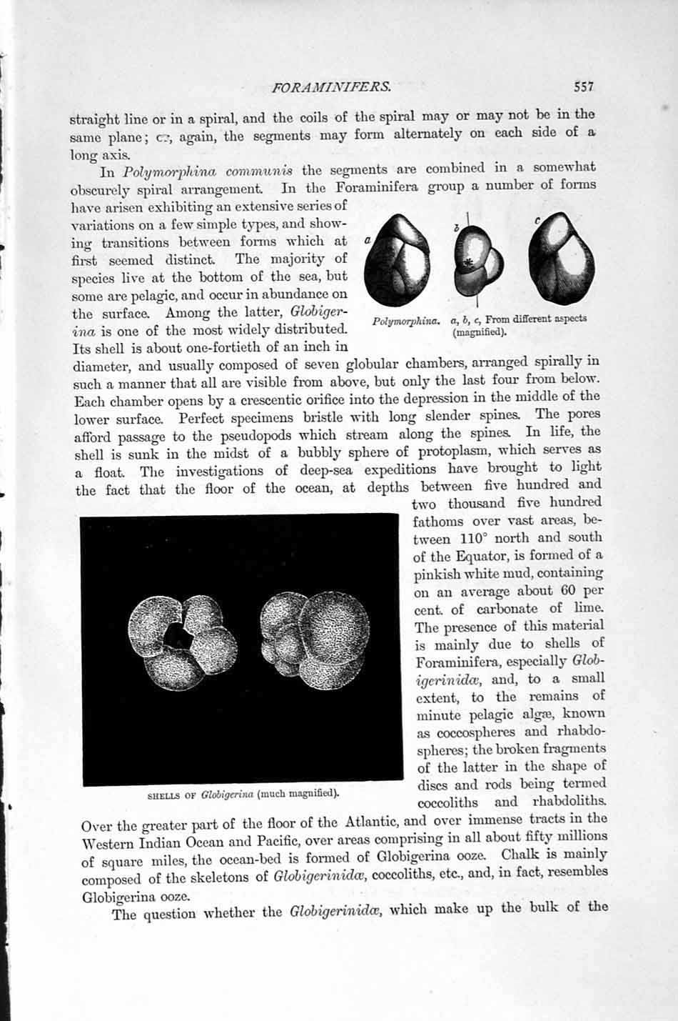 Old Antique Print Natural History 1896 Polystomella Foraminifers Shells 19th