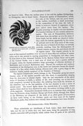 Old Antique Print Natural History 1896 Green Sun-Animaldule Polystomella 19th