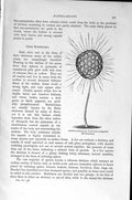 Original Old Antique Print Natural History 1896 Lattice-Animalcule Radiolarians