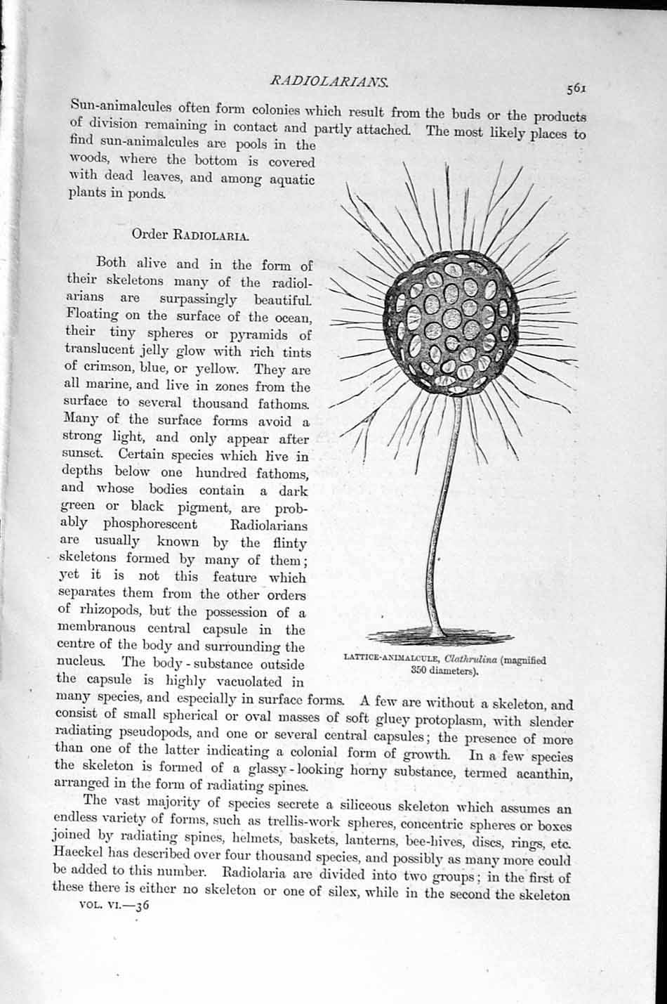 Original Old Antique Print Natural History 1896 Lattice-Animalcule Radiolarians