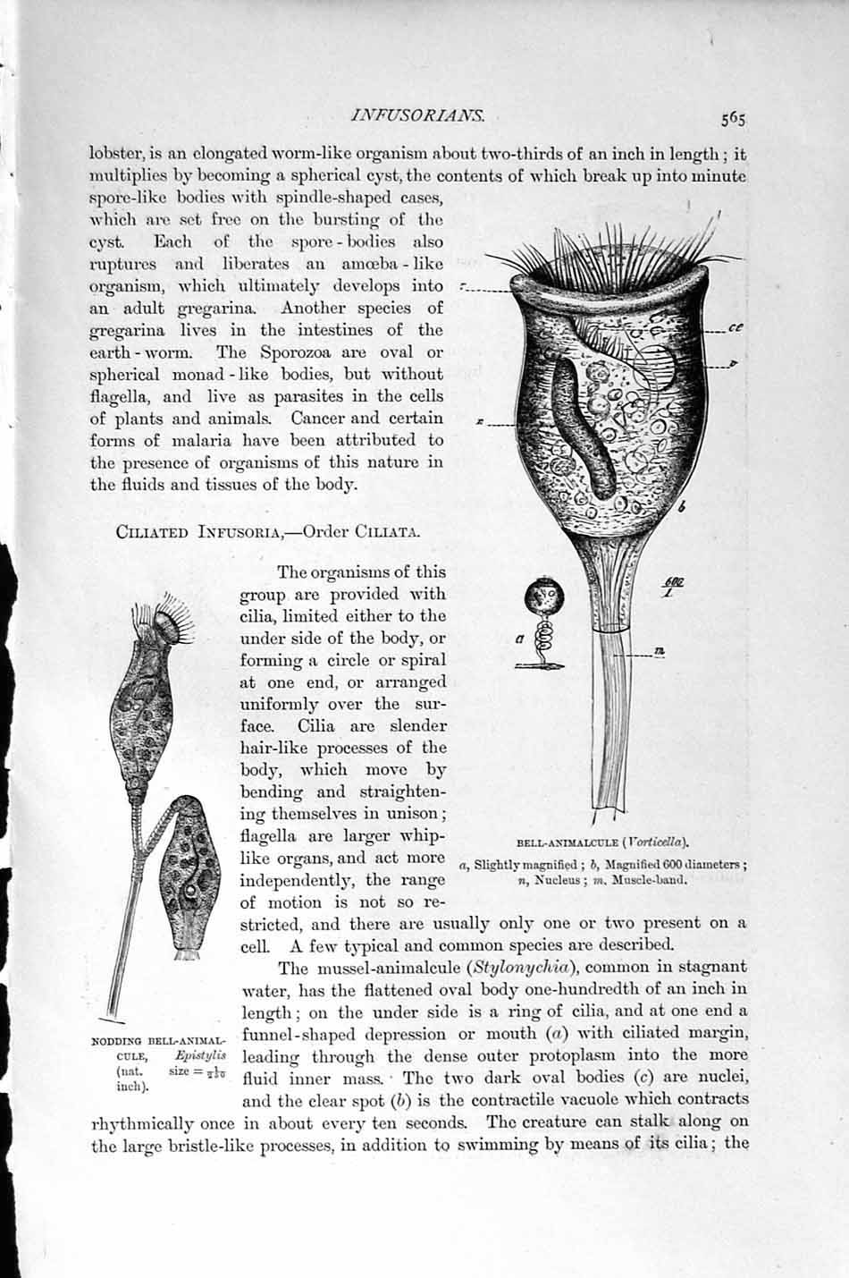 Original Old Antique Print Natural History 1896 Rosel Trumpet Animalcule Sea