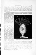 Original Old Antique Print Natural History 1896 Marine Animalcule Bud-Bearing