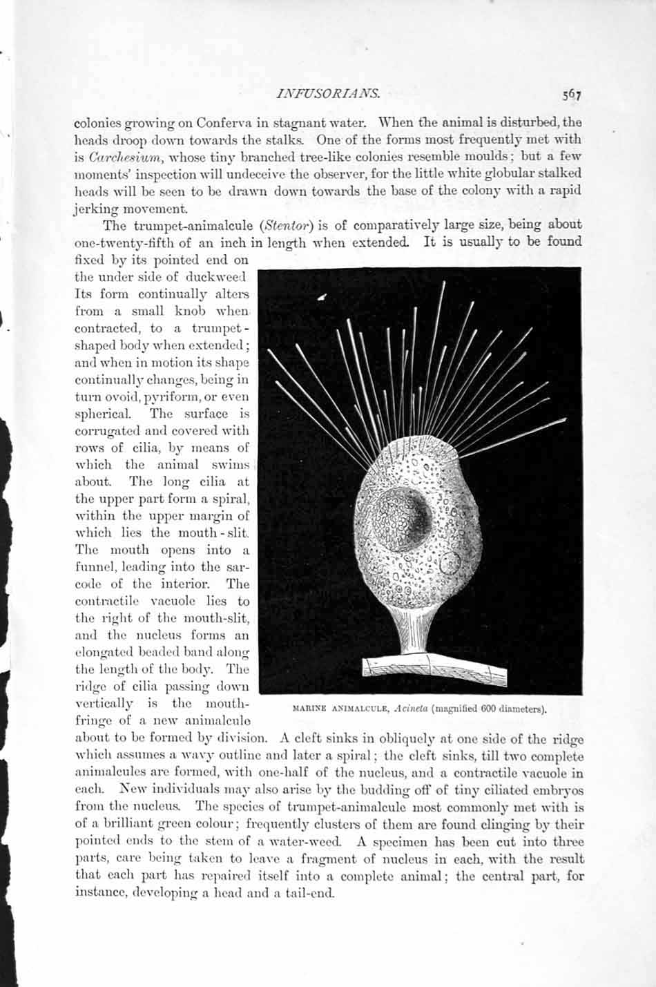 Original Old Antique Print Natural History 1896 Marine Animalcule Bud-Bearing