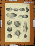 Original Old Antique Print C1800-1870 Lamellibranchiata Asiphoniata 19th