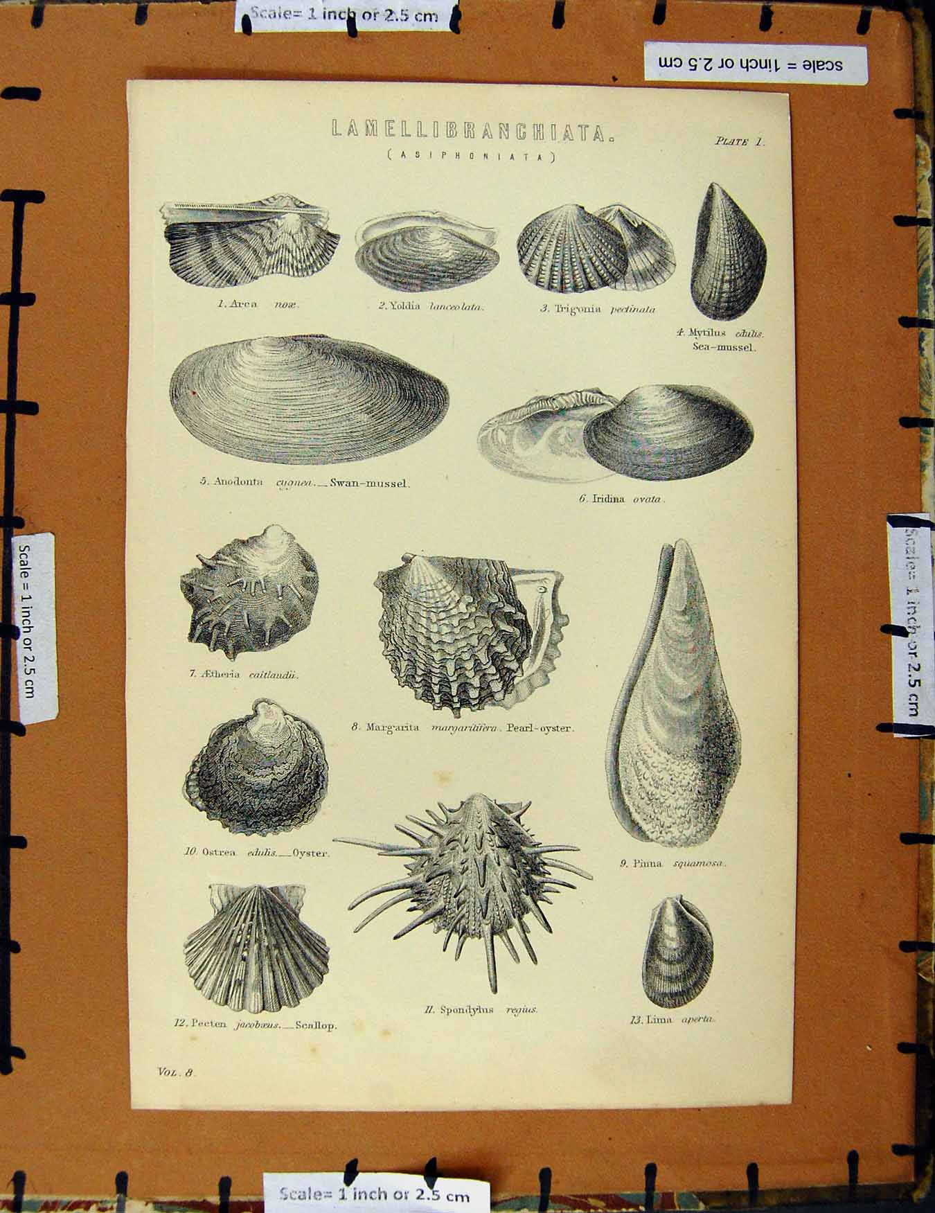 Original Old Antique Print C1800-1870 Lamellibranchiata Asiphoniata 19th