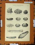 Original Old Antique Print C1800-1870 Lamellibranchiata Siphoniata 19th Century