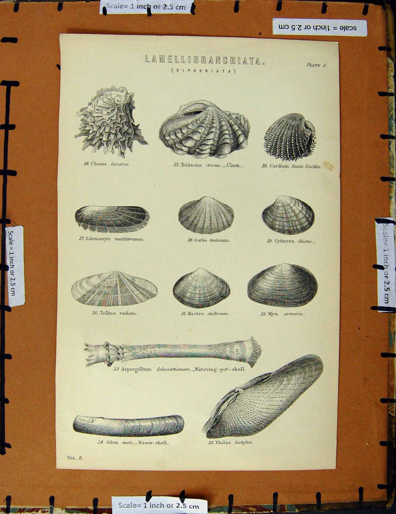 Original Old Antique Print C1800-1870 Lamellibranchiata Siphoniata 19th Century
