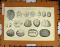Original Old Antique Print C1800-1870 Echinoidea Exocyclica Rotual 19th Century