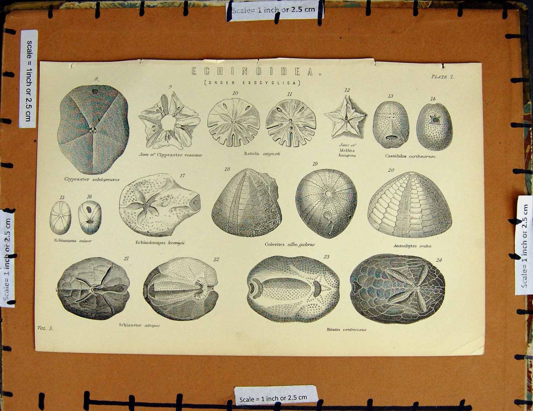 Original Old Antique Print C1800-1870 Echinoidea Exocyclica Rotual 19th Century