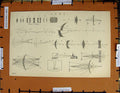 Original Old Antique Print C1800-1870 Forms Lenses Diagrams Lens 19th Century