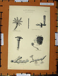 Original Old Antique Print C1800-1870 Actinozoa Alcyonaria Nature 19th Century