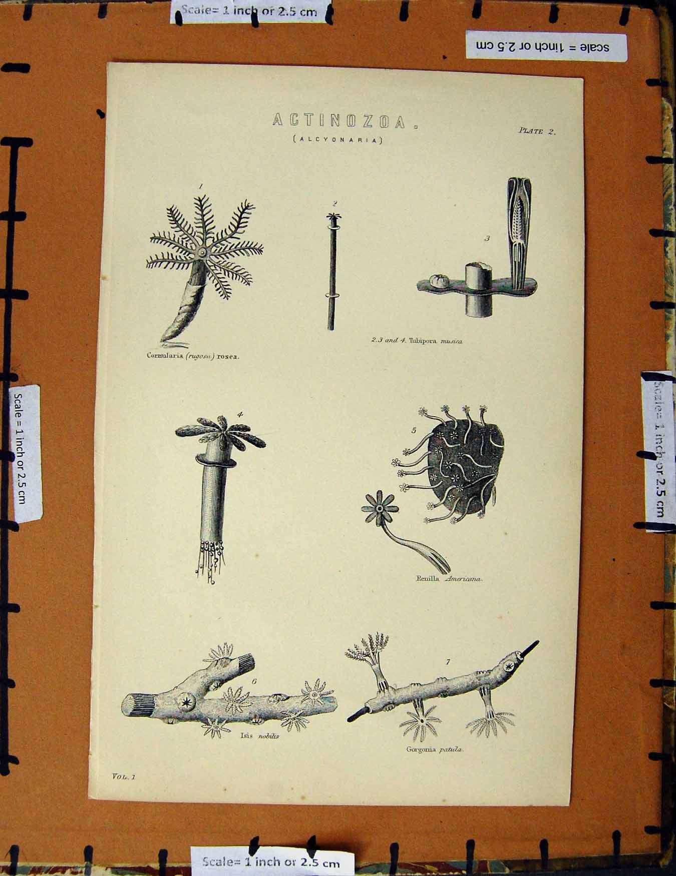 Original Old Antique Print C1800-1870 Actinozoa Alcyonaria Nature 19th Century