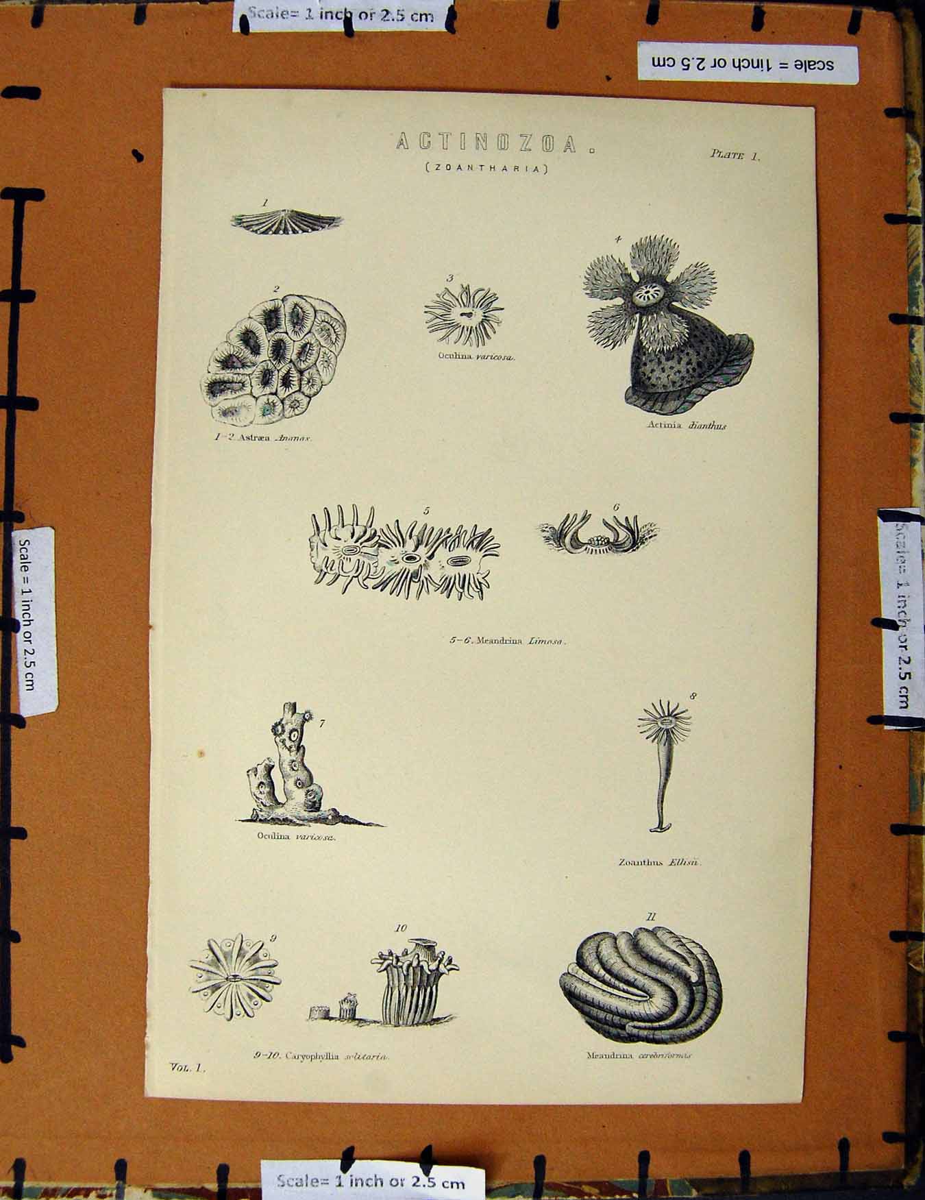 Original Old Antique Print C1800-1870 Actinozoa Zoantharia Nature 19th Century