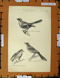 Original Old Antique Print C1800-1870 Passeres Birds Shrike Flycatcher 19th