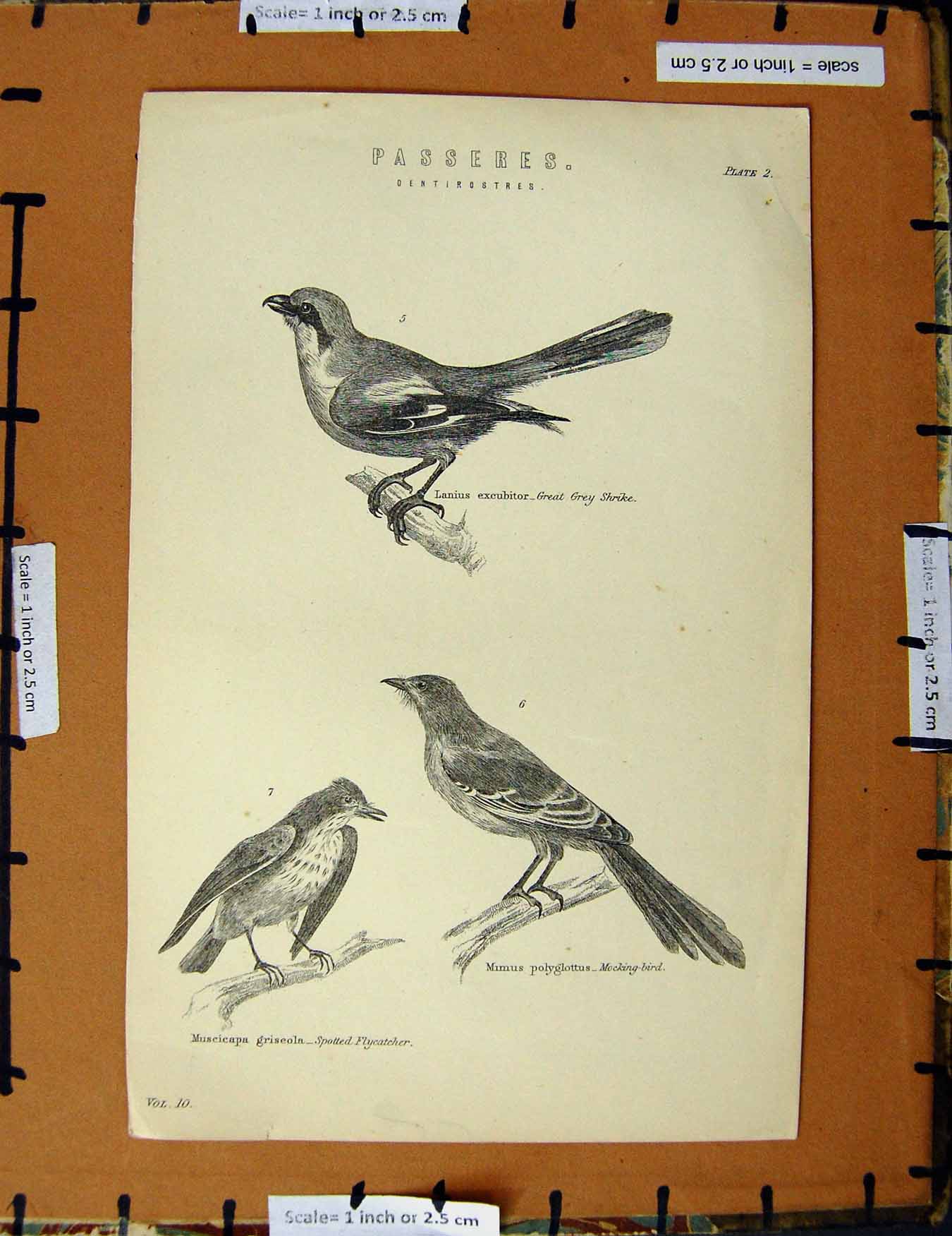 Original Old Antique Print C1800-1870 Passeres Birds Shrike Flycatcher 19th