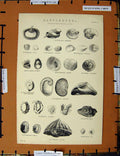 Original Old Antique Print C1800-1870 Gasteropoda Shells Nigra Napoleonic Era