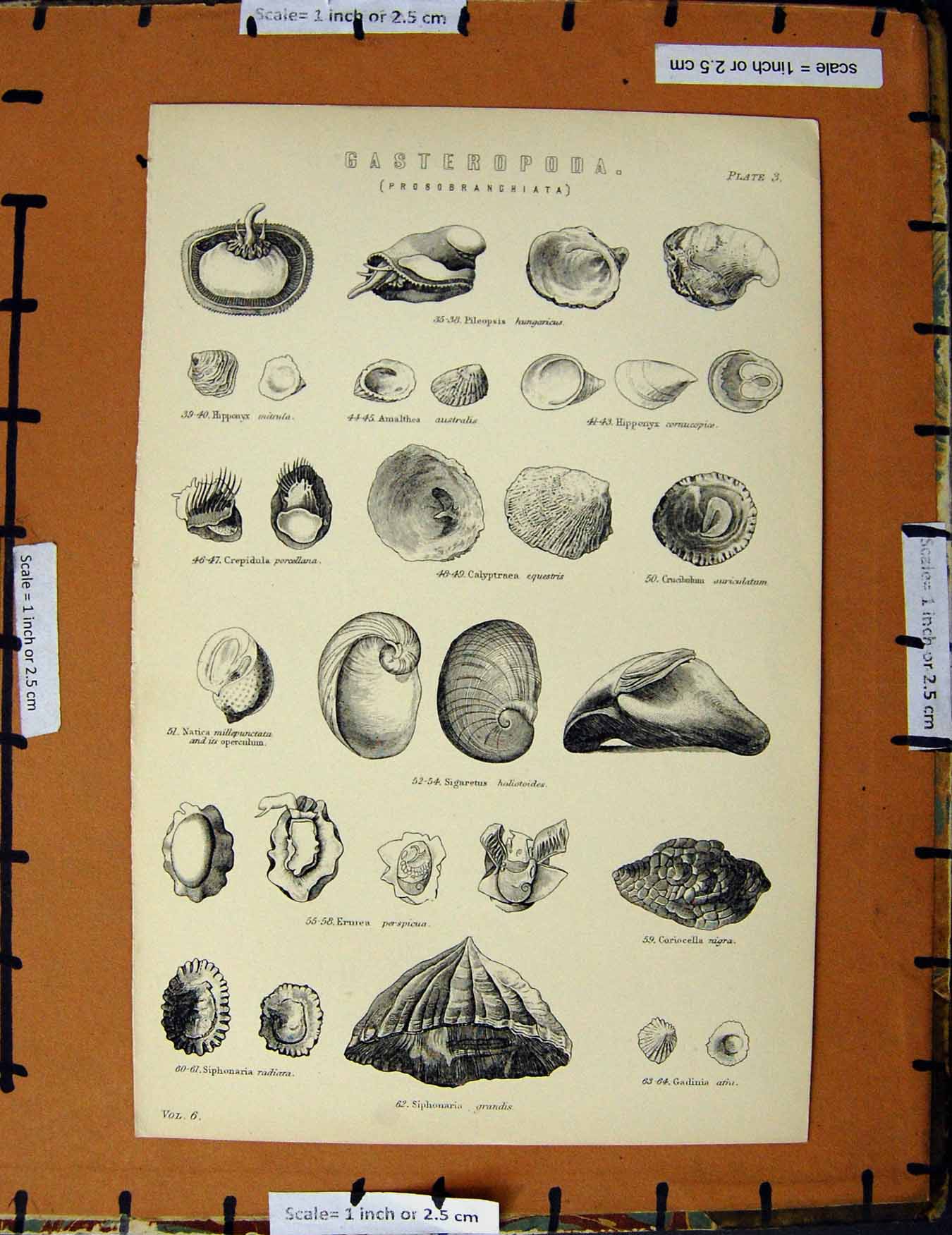 Original Old Antique Print C1800-1870 Gasteropoda Shells Nigra Napoleonic Era