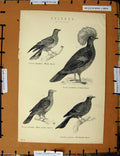 Original Old Antique Print C1800-1870 Pigeons Birds Waalia Crowned 19th Century