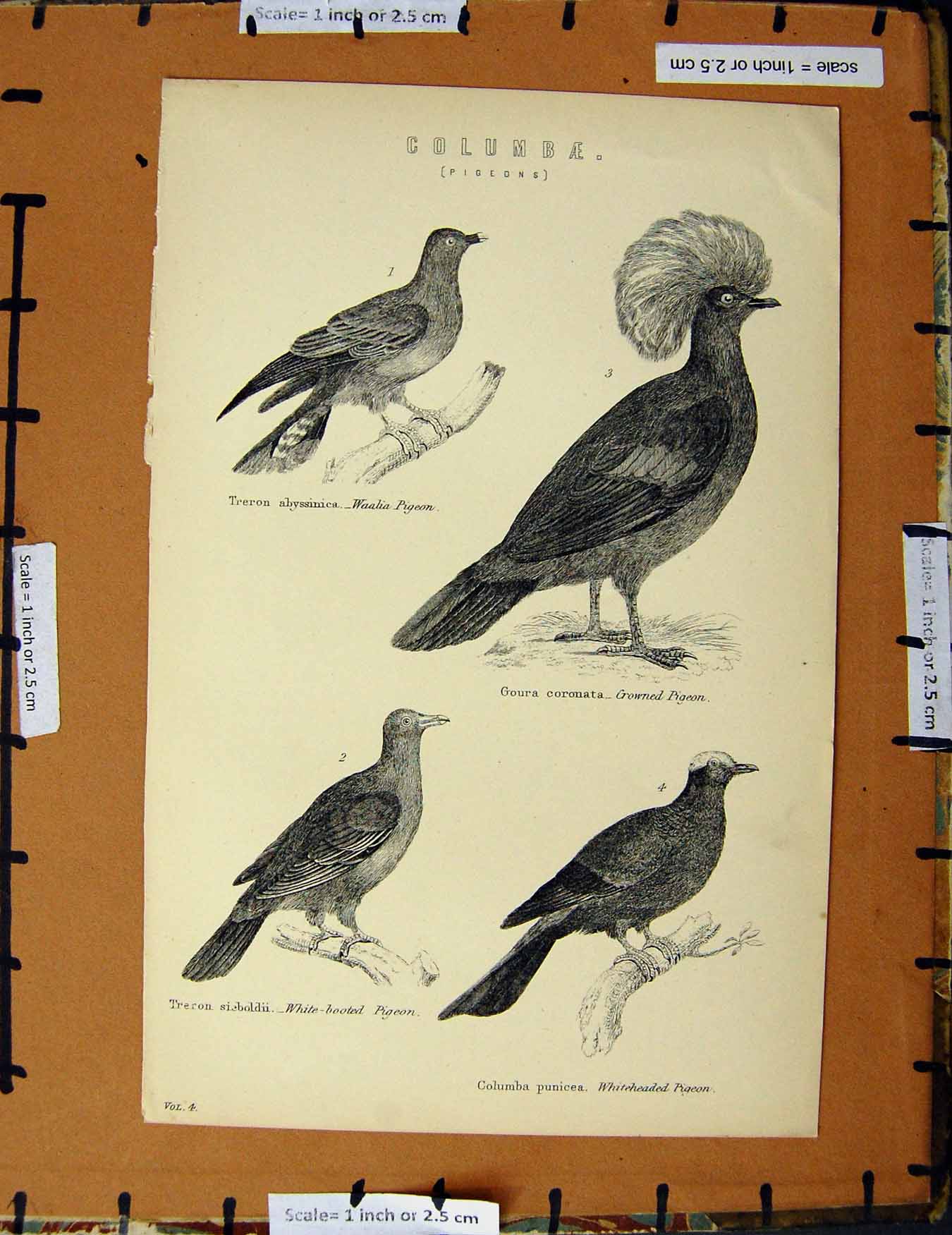 Original Old Antique Print C1800-1870 Pigeons Birds Waalia Crowned 19th Century