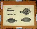 Original Old Antique Print C1800-1870 Anaganthini Fish Sole Flounder 19th