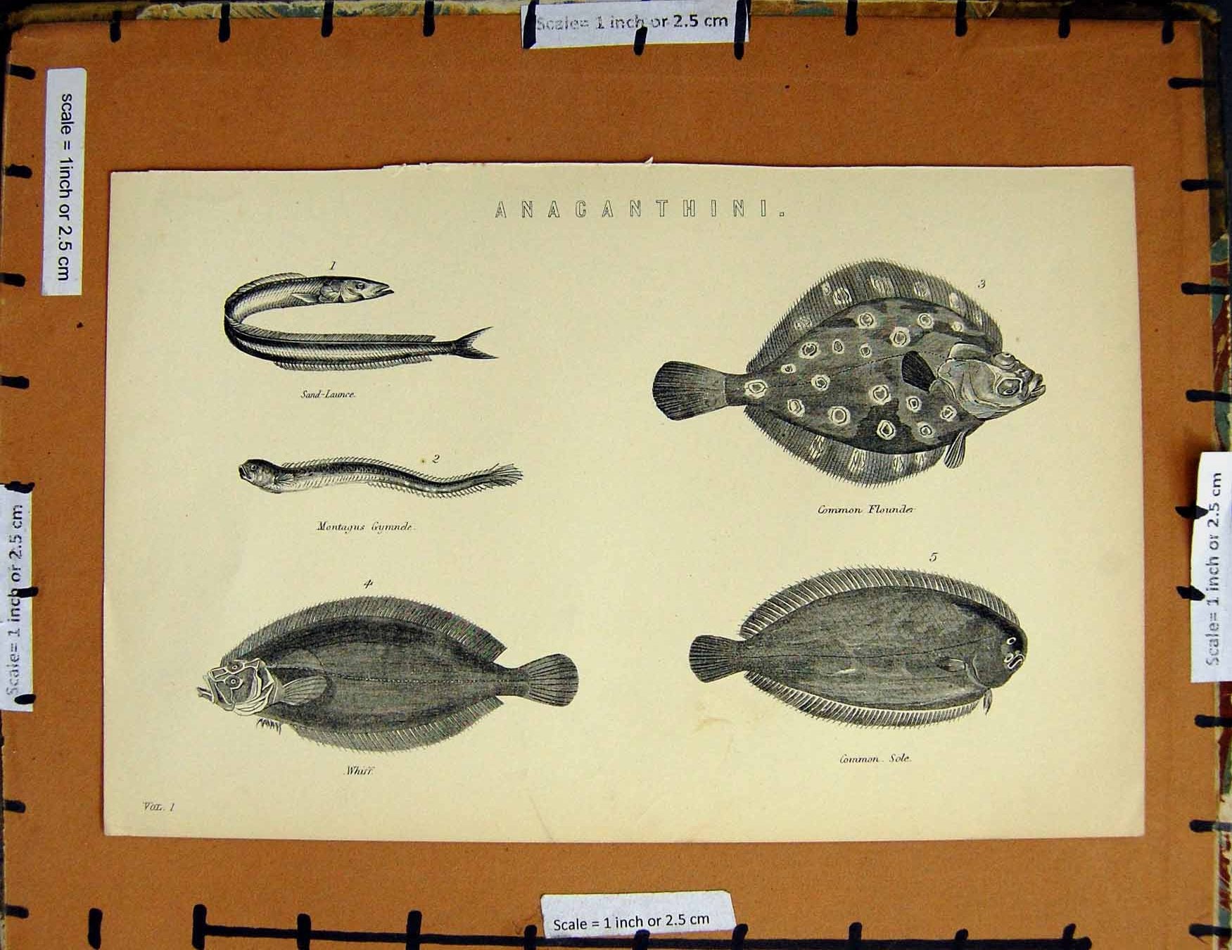 Original Old Antique Print C1800-1870 Anaganthini Fish Sole Flounder 19th