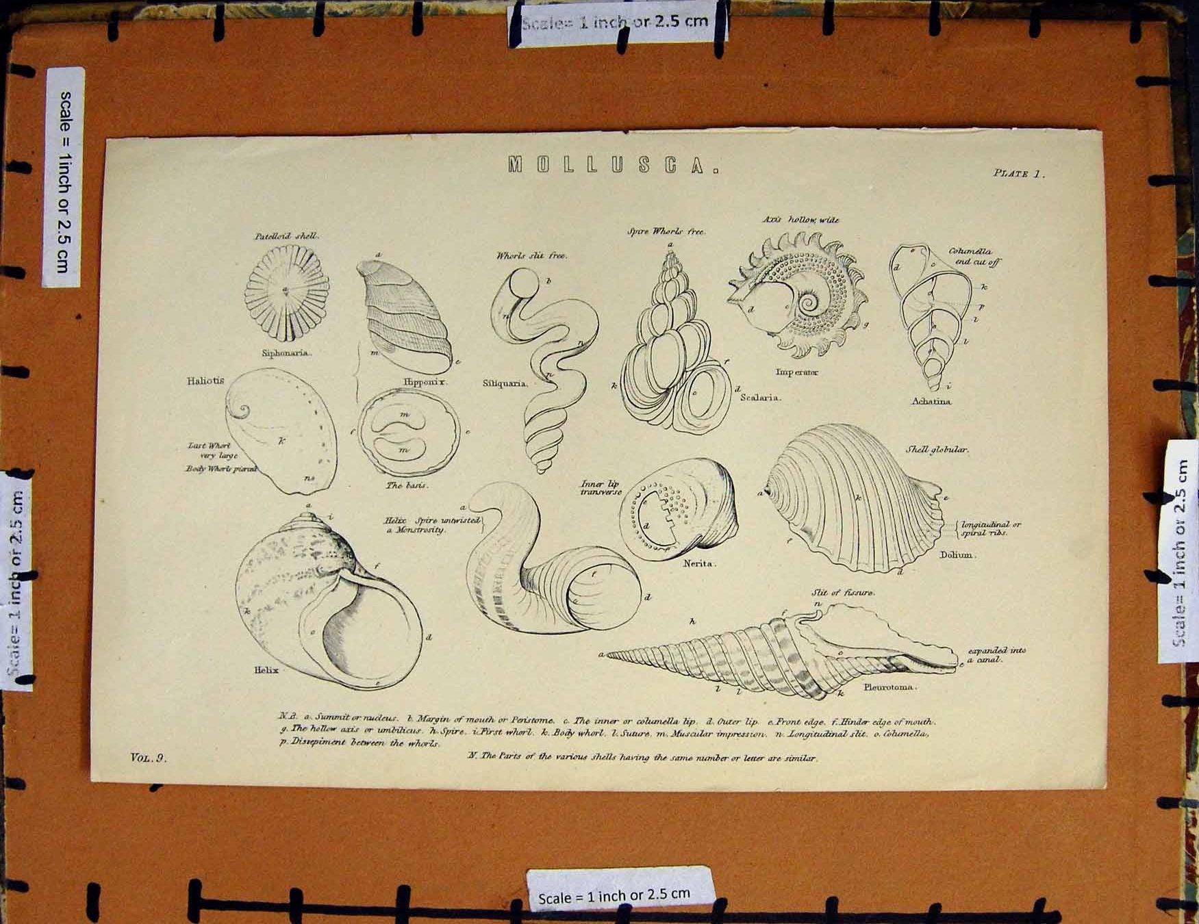 Original Old Antique Print C1800-1870 Mollusca Shells Whorls Nerita 19th
