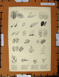 Original Old Antique Print C1800-1870 Infusoria Nature Tripos Pupa 19th Century